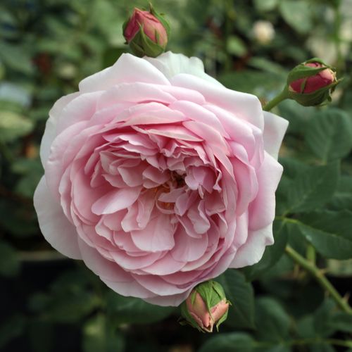 Rosa  Sonia Rykiel™ - růžová - Stromkové růže s květy anglických růží - stromková růže s keřovitým tvarem koruny